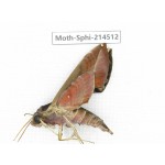 Sphingidae sp. China, Guizhou, Qiandongnan, Congjiang county.1Pcs. Moth-Sphi-214512.