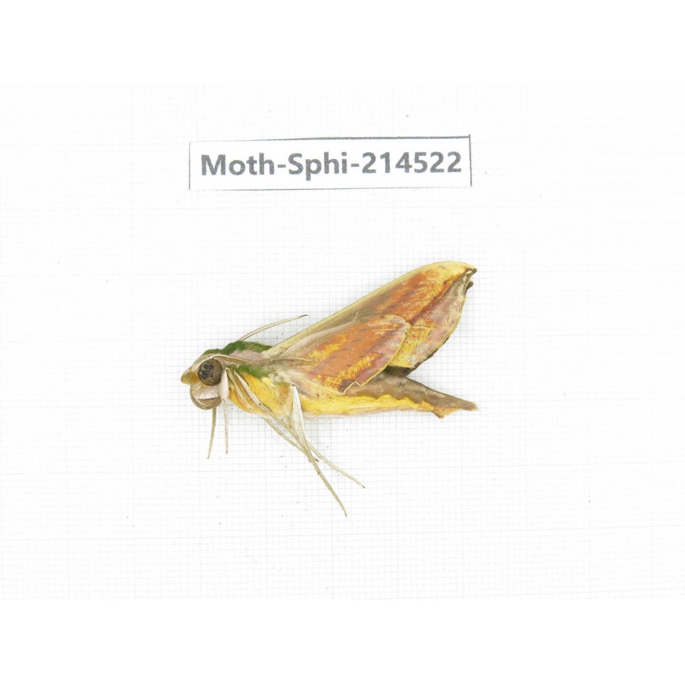 Sphingidae sp. China, Guizhou, Qiandongnan, Congjiang county.1Pcs. Moth-Sphi-214522.