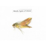 Sphingidae sp. China, Guizhou, Qiandongnan, Congjiang county.1Pcs. Moth-Sphi-214522.