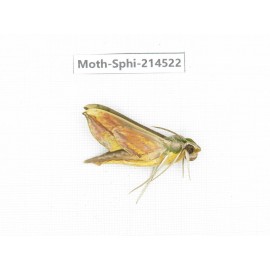 Sphingidae sp. China, Guizhou, Qiandongnan, Congjiang county.1Pcs. Moth-Sphi-214522.