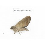 Sphingidae sp. China, Guizhou, Qiandongnan, Congjiang county.1Pcs. Moth-Sphi-214524.