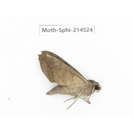 Sphingidae sp. China, Guizhou, Qiandongnan, Congjiang county.1Pcs. Moth-Sphi-214524.