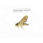 Sphingidae sp. China, Guizhou, Qiandongnan, Congjiang county.1Pcs. Moth-Sphi-214525.