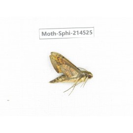 Sphingidae sp. China, Guizhou, Qiandongnan, Congjiang county.1Pcs. Moth-Sphi-214525.