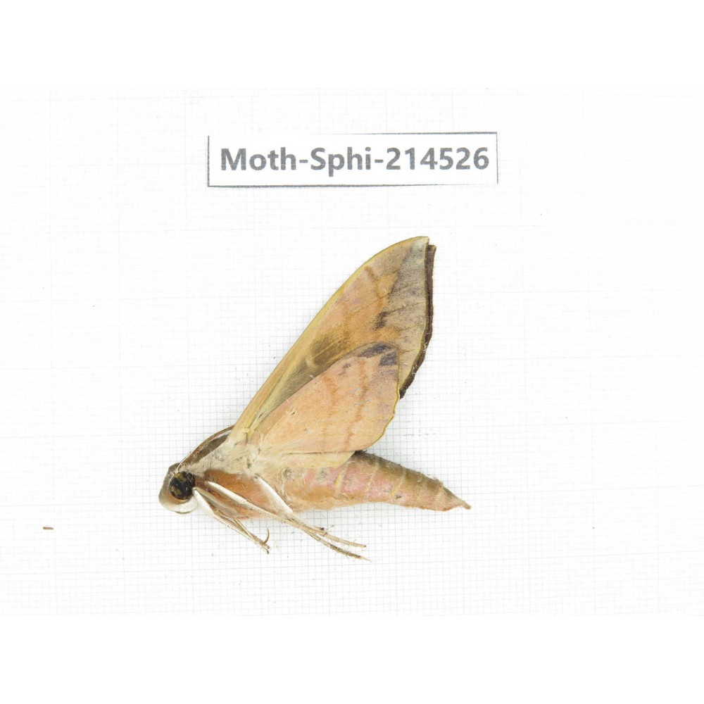 Sphingidae sp. China, Guizhou, Qiandongnan, Congjiang county.1Pcs. Moth-Sphi-214526.