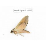 Sphingidae sp. China, Guizhou, Qiandongnan, Congjiang county.1Pcs. Moth-Sphi-214526.