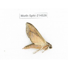 Sphingidae sp. China, Guizhou, Qiandongnan, Congjiang county.1Pcs. Moth-Sphi-214526.