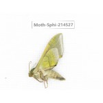 Sphingidae sp. China, Guizhou, Qiandongnan, Congjiang county.1Pcs. Moth-Sphi-214527.