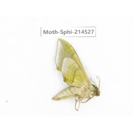 Sphingidae sp. China, Guizhou, Qiandongnan, Congjiang county.1Pcs. Moth-Sphi-214527.