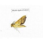 Sphingidae sp. China, Guizhou, Qiandongnan, Congjiang county.1Pcs. Moth-Sphi-214531.