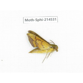 Sphingidae sp. China, Guizhou, Qiandongnan, Congjiang county.1Pcs. Moth-Sphi-214531.