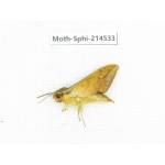 Sphingidae sp. China, Guizhou, Qiandongnan, Congjiang county.1Pcs. Moth-Sphi-214533.