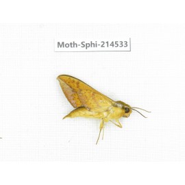 Sphingidae sp. China, Guizhou, Qiandongnan, Congjiang county.1Pcs. Moth-Sphi-214533.