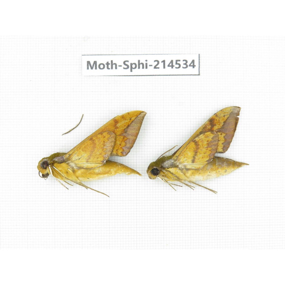 Sphingidae sp. China, Guizhou, Qiandongnan, Congjiang county.2Pcs. Moth-Sphi-214534.