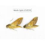 Sphingidae sp. China, Guizhou, Qiandongnan, Congjiang county.2Pcs. Moth-Sphi-214534.