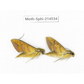 Sphingidae sp. China, Guizhou, Qiandongnan, Congjiang county.2Pcs. Moth-Sphi-214534.