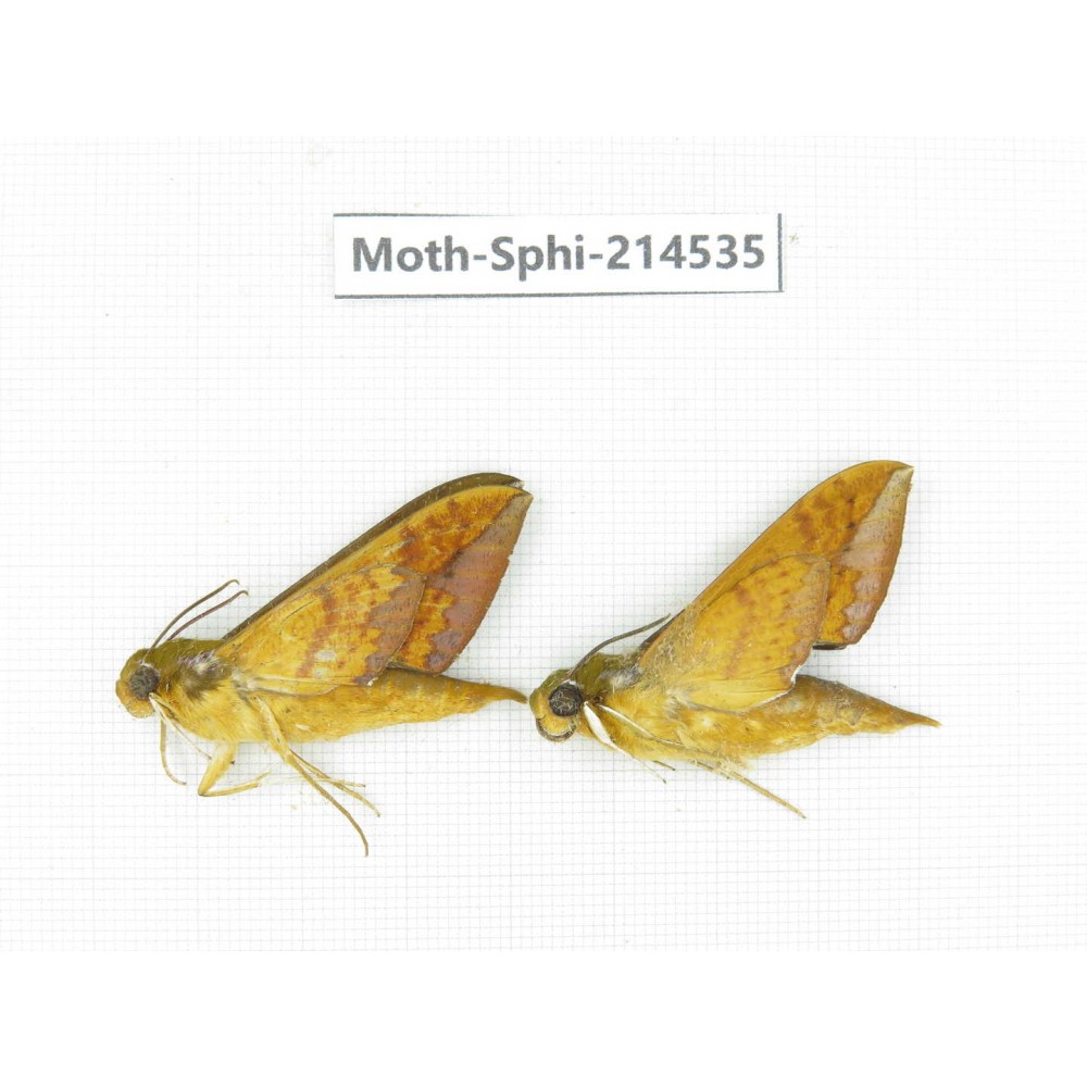 Sphingidae sp. China, Guizhou, Qiandongnan, Congjiang county.2Pcs. Moth-Sphi-214535.