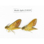 Sphingidae sp. China, Guizhou, Qiandongnan, Congjiang county.2Pcs. Moth-Sphi-214535.