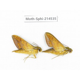 Sphingidae sp. China, Guizhou, Qiandongnan, Congjiang county.2Pcs. Moth-Sphi-214535.