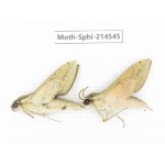 Sphingidae sp. China, Guizhou, Qiandongnan, Congjiang county.2Pcs. Moth-Sphi-214545.