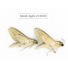 Sphingidae sp. China, Guizhou, Qiandongnan, Congjiang county.2Pcs. Moth-Sphi-214545.