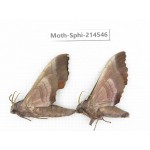 Sphingidae sp. China, Guizhou, Qiandongnan, Congjiang county.2Pcs. Moth-Sphi-214546.