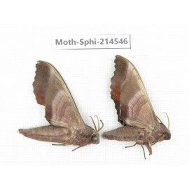 Sphingidae sp. China, Guizhou, Qiandongnan, Congjiang county.2Pcs. Moth-Sphi-214546.