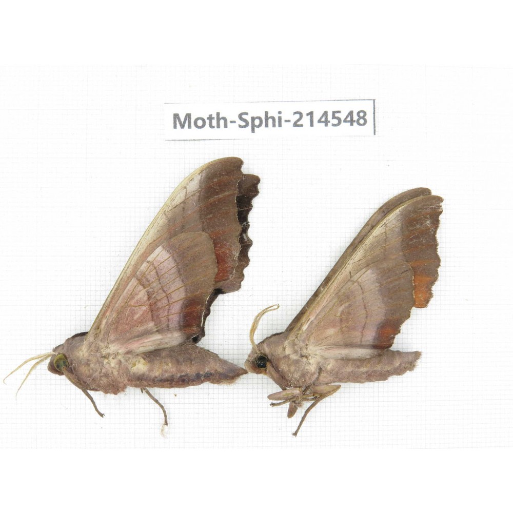Sphingidae sp. China, Guizhou, Qiandongnan, Congjiang county.2Pcs. Moth-Sphi-214548.