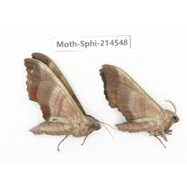 Sphingidae sp. China, Guizhou, Qiandongnan, Congjiang county.2Pcs. Moth-Sphi-214548.