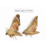 Sphingidae sp. China, Guizhou, Qiandongnan, Congjiang county.2Pcs. Moth-Sphi-214552.