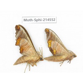 Sphingidae sp. China, Guizhou, Qiandongnan, Congjiang county.2Pcs. Moth-Sphi-214552.