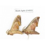 Sphingidae sp. China, Guizhou, Qiandongnan, Congjiang county.2Pcs. Moth-Sphi-214553.