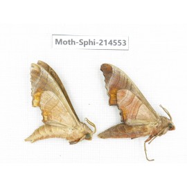 Sphingidae sp. China, Guizhou, Qiandongnan, Congjiang county.2Pcs. Moth-Sphi-214553.