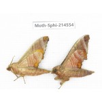 Sphingidae sp. China, Guizhou, Qiandongnan, Congjiang county.2Pcs. Moth-Sphi-214554.
