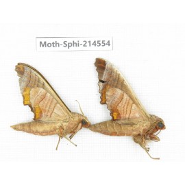 Sphingidae sp. China, Guizhou, Qiandongnan, Congjiang county.2Pcs. Moth-Sphi-214554.