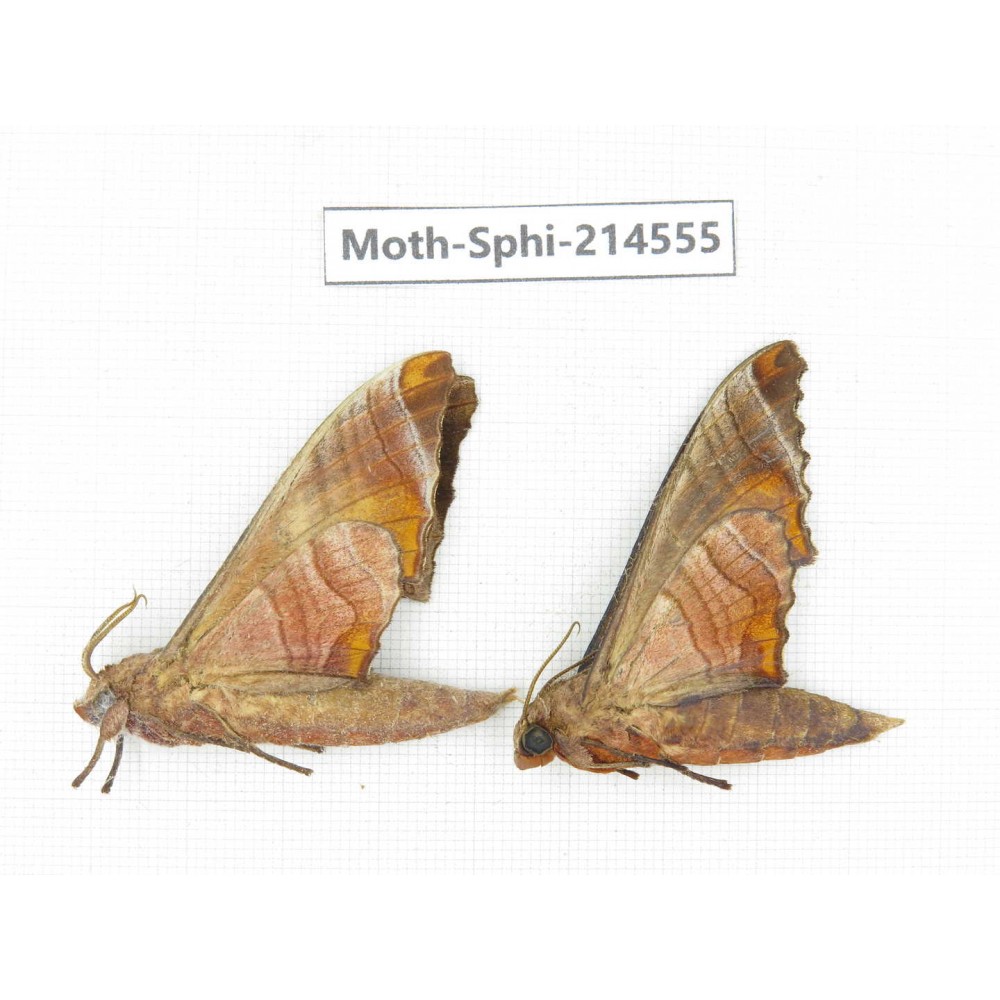 Sphingidae sp. China, Guizhou, Qiandongnan, Congjiang county.2Pcs. Moth-Sphi-214555.