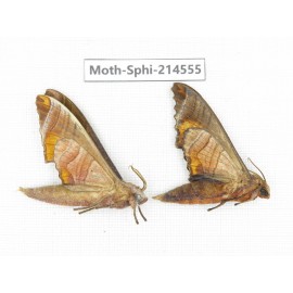 Sphingidae sp. China, Guizhou, Qiandongnan, Congjiang county.2Pcs. Moth-Sphi-214555.