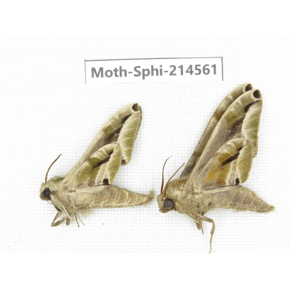 Sphingidae sp. China, Guizhou, Qiandongnan, Congjiang county.2Pcs. Moth-Sphi-214561.