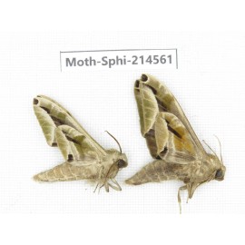 Sphingidae sp. China, Guizhou, Qiandongnan, Congjiang county.2Pcs. Moth-Sphi-214561.