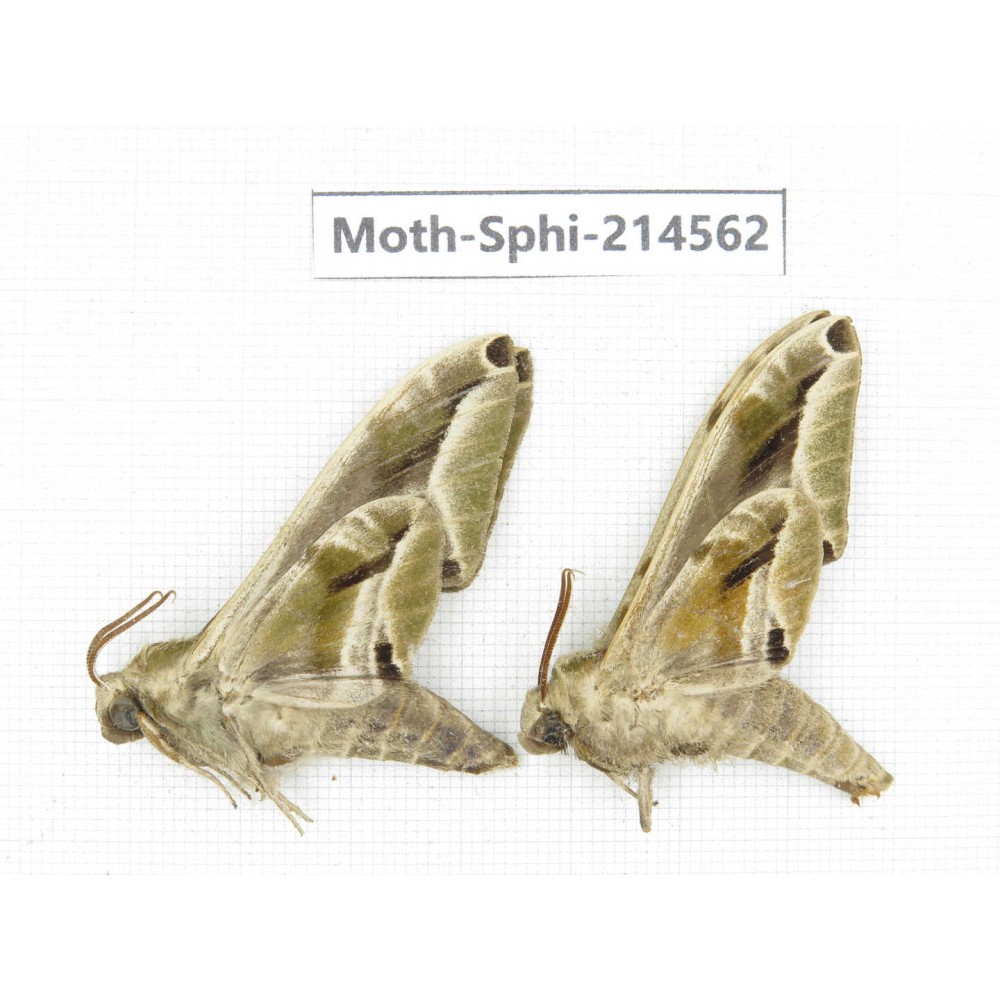 Sphingidae sp. China, Guizhou, Qiandongnan, Congjiang county.2Pcs. Moth-Sphi-214562.