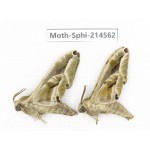 Sphingidae sp. China, Guizhou, Qiandongnan, Congjiang county.2Pcs. Moth-Sphi-214562.