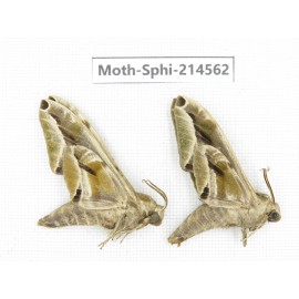 Sphingidae sp. China, Guizhou, Qiandongnan, Congjiang county.2Pcs. Moth-Sphi-214562.