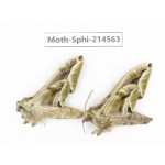 Sphingidae sp. China, Guizhou, Qiandongnan, Congjiang county.2Pcs. Moth-Sphi-214563.
