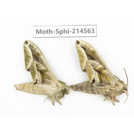 Sphingidae sp. China, Guizhou, Qiandongnan, Congjiang county.2Pcs. Moth-Sphi-214563.