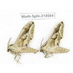 Sphingidae sp. China, Guizhou, Qiandongnan, Congjiang county.2Pcs. Moth-Sphi-214564.