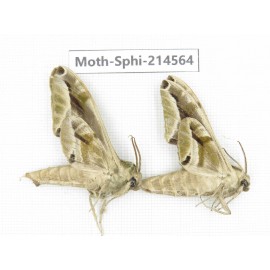 Sphingidae sp. China, Guizhou, Qiandongnan, Congjiang county.2Pcs. Moth-Sphi-214564.