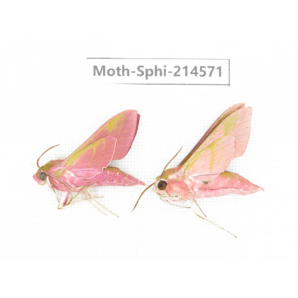 Sphingidae sp. China, Guizhou, Qiandongnan, Congjiang county.2Pcs. Moth-Sphi-214571.