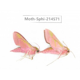 Sphingidae sp. China, Guizhou, Qiandongnan, Congjiang county.2Pcs. Moth-Sphi-214571.