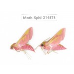 Sphingidae sp. China, Guizhou, Qiandongnan, Congjiang county.2Pcs. Moth-Sphi-214573.