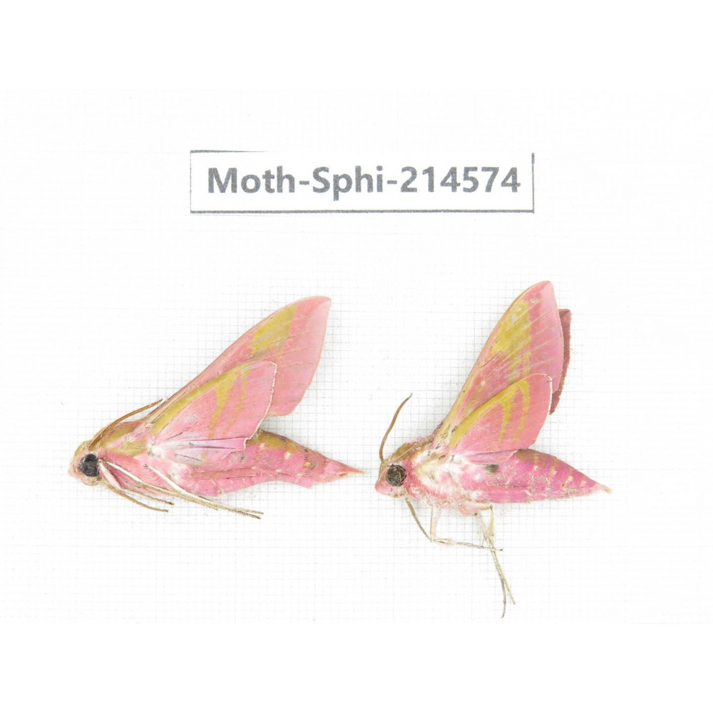 Sphingidae sp. China, Guizhou, Qiandongnan, Congjiang county.2Pcs. Moth-Sphi-214574.